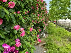 -广富林郊野公园