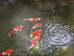 -鲤院·新中式美学·庭院餐厅(夫子庙店)