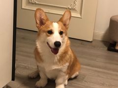 -翊宠yipet猫狗购宠庄园犬舍•猫舍