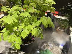 -杏花村水席楼·洛阳水席(老城十字街店)