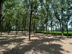 -汉长安城未央宫国家考古遗址公园