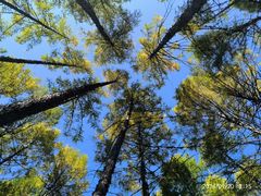 -莫尔道嘎国家森林公园