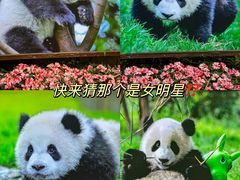 -成都大熊猫繁育研究基地