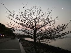 -深圳湾公园(南山区)