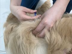 -嘉馨宠物医院·CT影像转诊·心脏科·犬猫全科诊疗中心(下沙大学城院区)