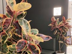 -初花·日本料理