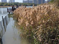 -五缘湾湿地公园