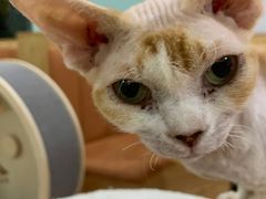-Bastet sally猫舍购宠(静安店)
