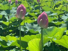 -北戴河圣蓝海洋公园