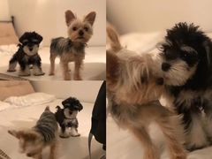 -PETKIT 小佩宠物·低压洗护·美容·寄养(安远店)