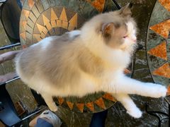 -猫猫幼稚园·撸猫·桌游·电玩