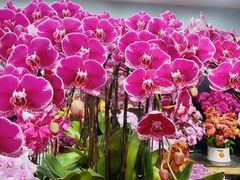 -双季花艺园艺市场(浦东店)