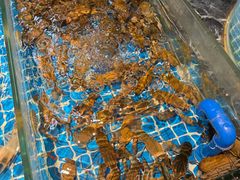 -争先鲜·蒸汽海鲜自助·鲜切牛肉