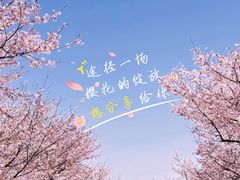 -天王浮山樱花园
