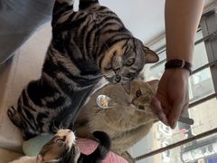 -有喵·猫咖·狗咖·30几只猫10只小狗(岗厦店)