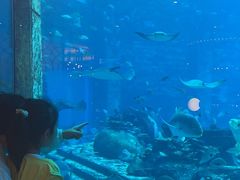 -亚特兰蒂斯•OSSIANO奥西亚诺海底餐厅