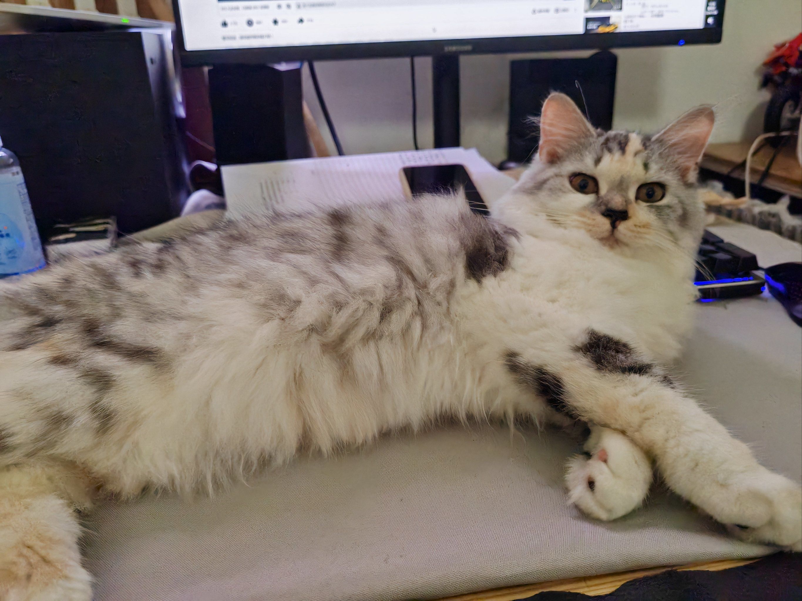 毛手毛脚萌友会 电脑前会长猫猫的