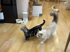 -猫咪派对(江南西店)