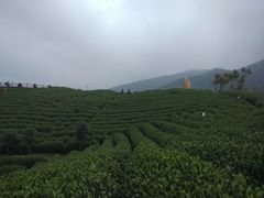 -帐篷客·溪龙茶谷度假酒店