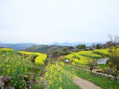 -桑洲油菜花景区