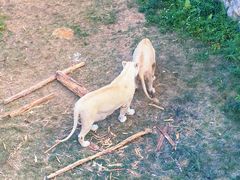 -泉州海丝野生动物世界