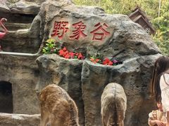 -野象谷景区