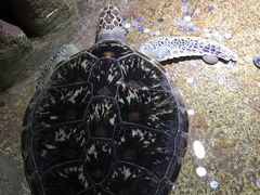 -大连圣亚海洋世界