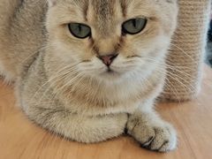 -共舞时光猫咖·狗咖(新街口店)
