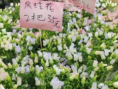 -循礼门鲜花花市(武汉循礼门店)
