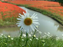 -花开海上生态园