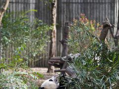 -成都大熊猫繁育研究基地