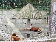 -上海野生动物园