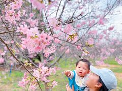 -天适樱花悠乐园