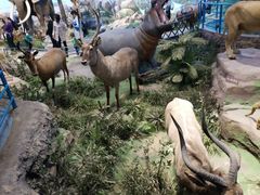 -陕西自然博物馆