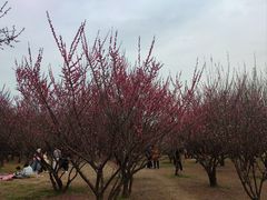 -蜀冈西峰生态公园