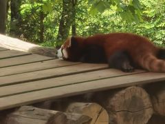 -都江堰中华大熊猫苑