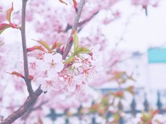 -武汉大学-樱园