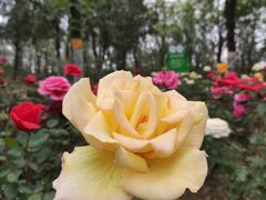 -云岗森林公园