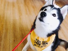 -Husky Go! 哈士奇体验馆·宠物咖啡厅狗咖