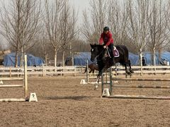 -北京群众马术培训基地