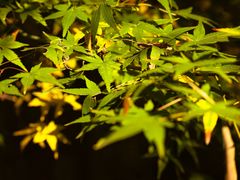 -灵隐飞来峰景区