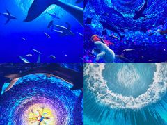 -海合安青岛极地海洋公园