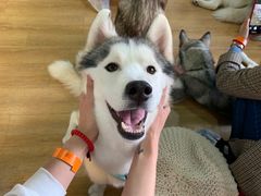 -Husky Go! 哈士奇体验馆·宠物咖啡厅狗咖