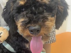 -爱妮康宠物医院·干细胞免疫细胞·肿瘤·心脏(张江店)