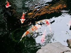 -鲤院·新中式美学·庭院餐厅(夫子庙店)