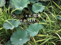 -荷塘月色湿地公园·向阳花洲
