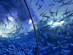 -海合安武汉极地海洋公园