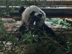 -西霞口神雕山野生动物世界