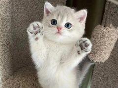 -欣宠猫屋·矮脚拿破仑·蓝金金渐层