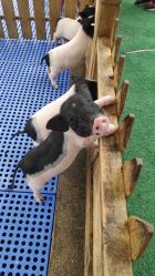 -萌宠亲子动物乐园(槐房万达店)